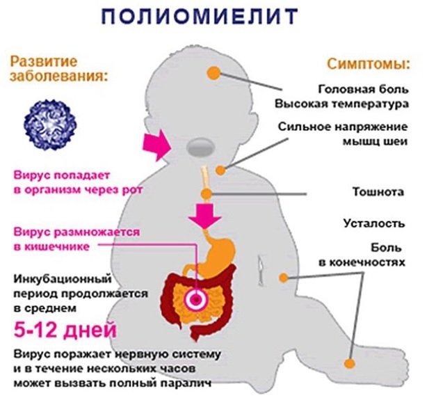 Что нужно и нельзя делать до и после прививки